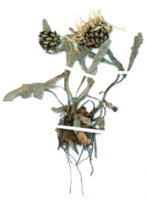pesmă; Centaurea napulifera (Roch., 1835)