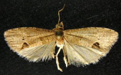 Notocelia nigripunctata (Kuznetsov, 1973)