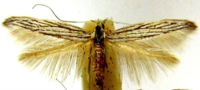Coleophora staehelinella (Walsingham, 1891)