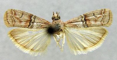 Salebria numidella var. saturatella (Caradja, 1910)