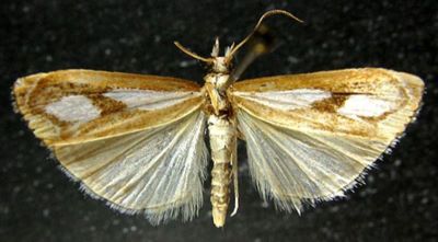 Catoptria mienshani (Bleszynski, 1965)
