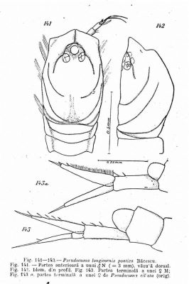 Pseudocuma longicorne ponticum (Băcescu, 1950)
