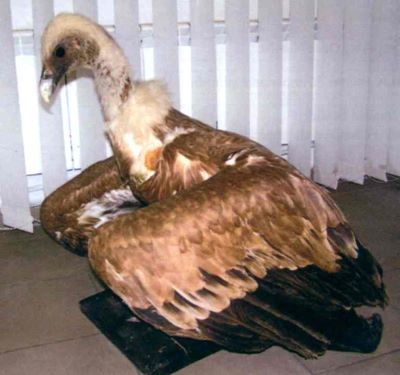 vultur sur; Gyps fulvus (Hablizl, 1783)