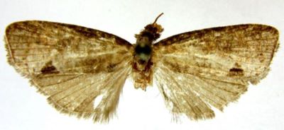 Argyroploce eremodelta (Meyrick, 1931)