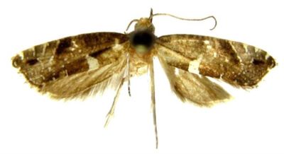 Glyphipterix luteocapitella (Caradja, 1926)