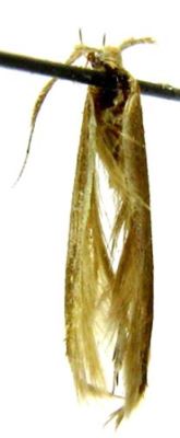 Coleophora anaeli (Căpușe, 1967)