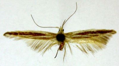 Coleophora hoenella (Baldizzone, 1989)