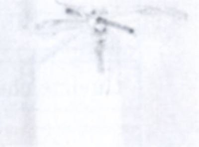 Bucculatrix unipuncta (Walsingham, 1897)