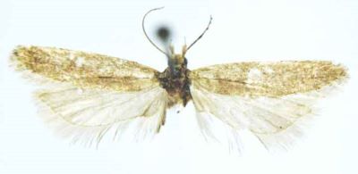Gelechia demophila (Meyrick, 1936)