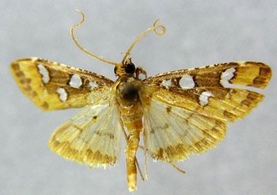 Entephria fulvomarginalis (Pagenstecher, 1900)