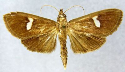 Nosophora dispilalis arctusalis (Caradja, 1925)