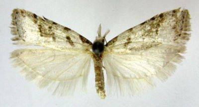 Meridarchis ocytoma (Meyrick, 1938)