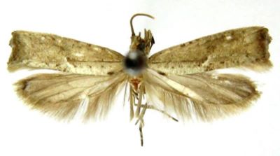Hyponomeuta leucotoma (Meyrick, 1935)