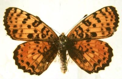 melitaea didyma didyma f. meridionalis; Melitaea didyma didyma (Esper, 1779) f. meridionalis (Staudinger, 1870)