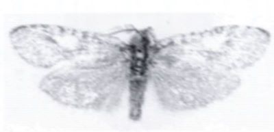 Melasina punctata var. kuldjaensis (Caradja, 1920)