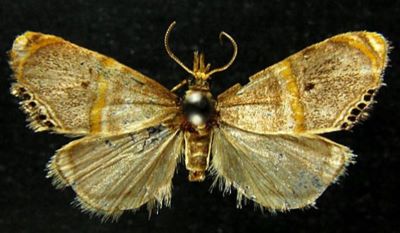 Eromene yuennanensis (Caradja, 1937)