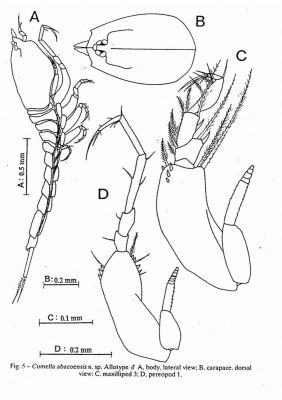 Cumella abacoensis (Petrescu, 1996)
