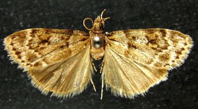 Scoparia caradjai (Leraut, 1986)