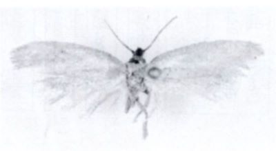 Perissomatix gozmany (Căpușe, 1971)