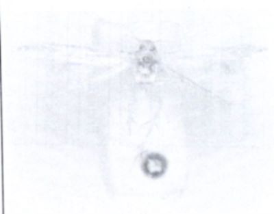 Batrachedra stigmatophora (Walsingham, 1897)