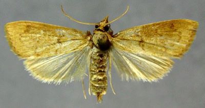 Pyrausta flavaginalis (Hedemann, 1894)