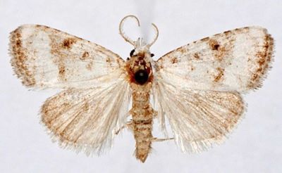 Roeselia albula f. nivalis (Caradja, 1935)