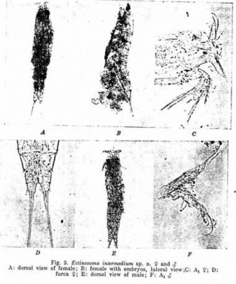 Halectinosoma herdelongata (Marcus, 1965)