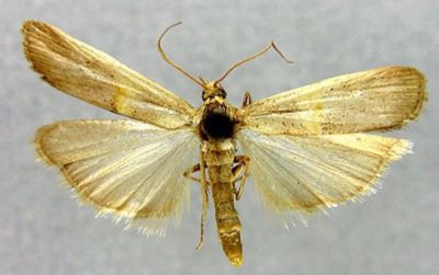 Oxybia transversella f. panormitanella (Caradja, 1928)