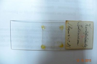 cartof; Solanum tuberosum L.