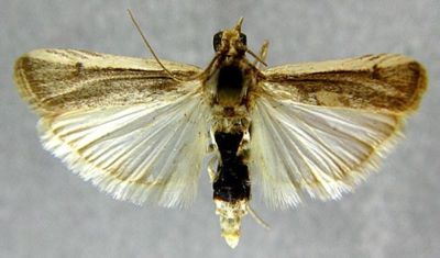 Staudingeria labeculella ab. pallidicostella (Caradja, 1910)