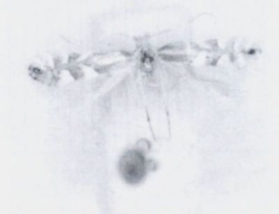 Lithocolletis hedemanni (Caradja, 1920)