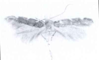 Stagmatophora sumptuosella f. cinereocapitella (Caradja, 1920)