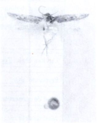 Anybia tripunctata (Walsingham, 1897)