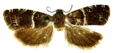 Grapholita cosmophorana var. alienana (Caradja, 1916)