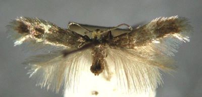 Nepticula lusatica (Schütze)