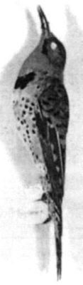 ciocănitoare; Colaptes auratus (Linnaeus, 1758)