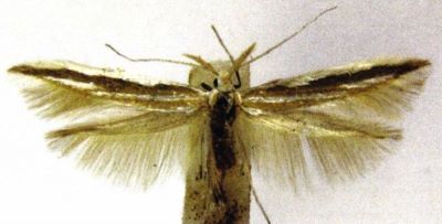 Coleophora involucrella (Chretien, 1905)