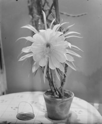 clișeu - Emil Fischer; Ghiveci cu o floare