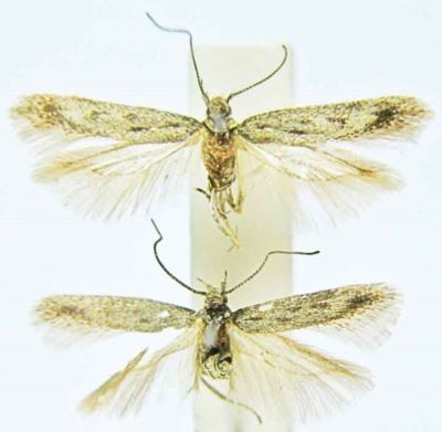 Lita capsophilella (Chretien, 1900)