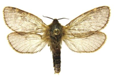 Hepialus anselminae (Teobaldelli, 1977)