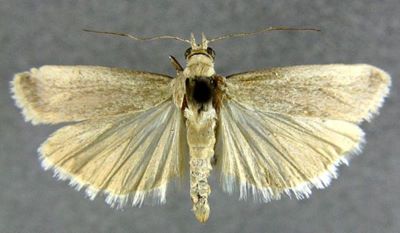 Staudingeria illineella (Chrétien, 1911)