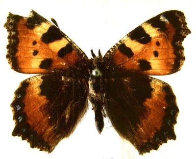 Aglais urticae urticae (Linnaeus, 1758)