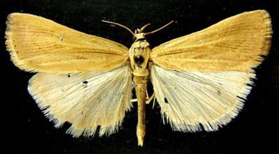 Crambus jucundellus var. kuldjaensis (Caradja, 1916)