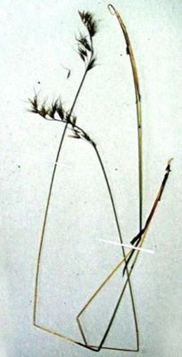 Helictotrichon decorum (Janka) (Henrard)