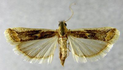 Heterographis samaritanella var. umbrosella (Chrétien)
