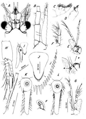 Metamysidopsis swifti (Băcescu, 1969)