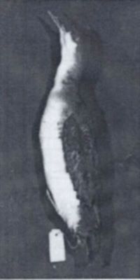 Gavia arctica arctica (Linnaeus, 1758)
