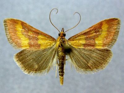 Pyrausta neglectalis (Caradja, 1916)