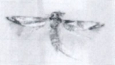 heliozela cuprea; Heliozela ahenea (Walsingham, 1897)