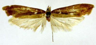 Oridryas isalopex (Meyrick, 1938)